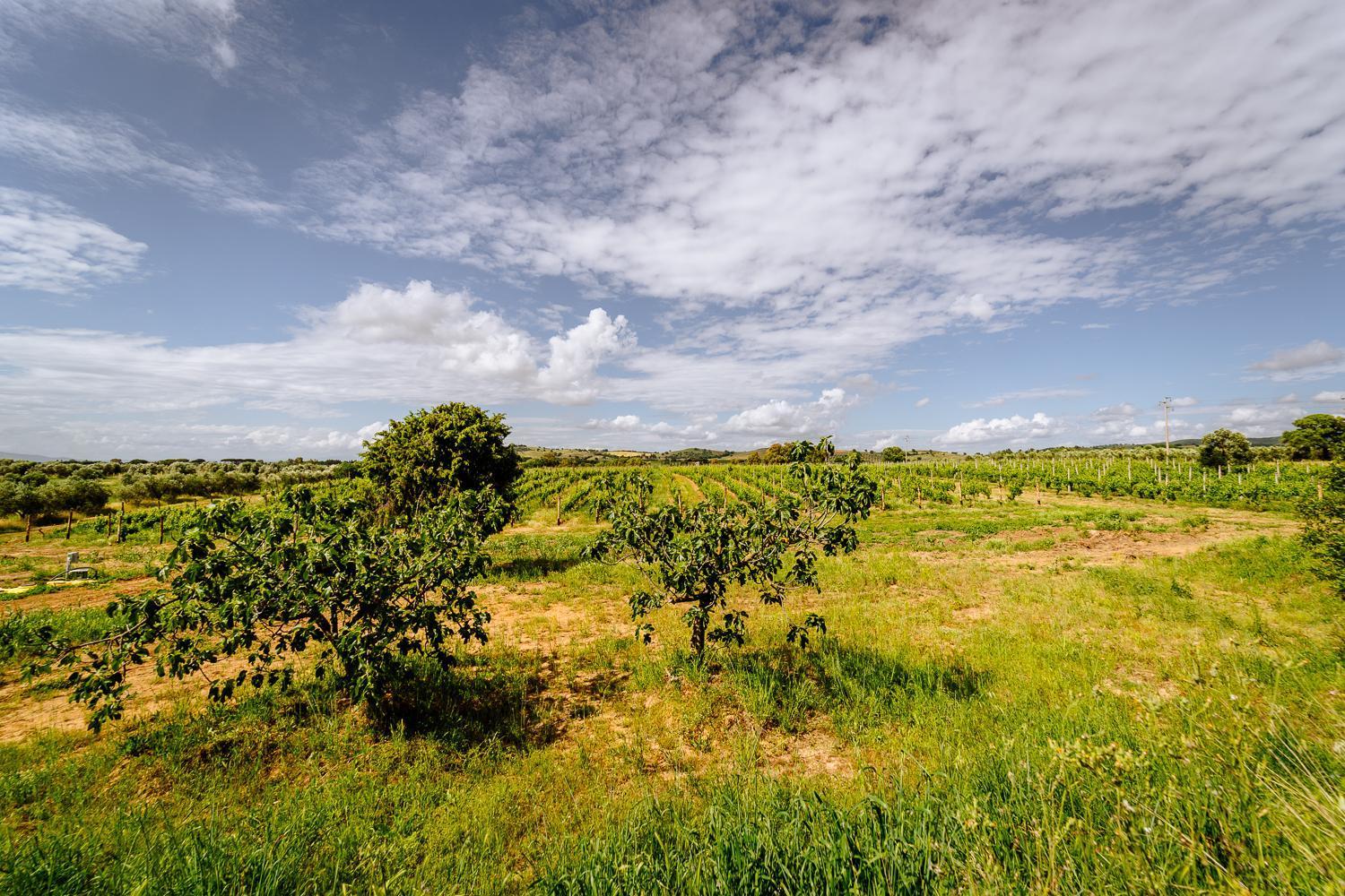 Agriturismo Bio Podere 109 - Wine&Food Alberese Luaran gambar